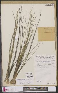 Isoetes alstonii image