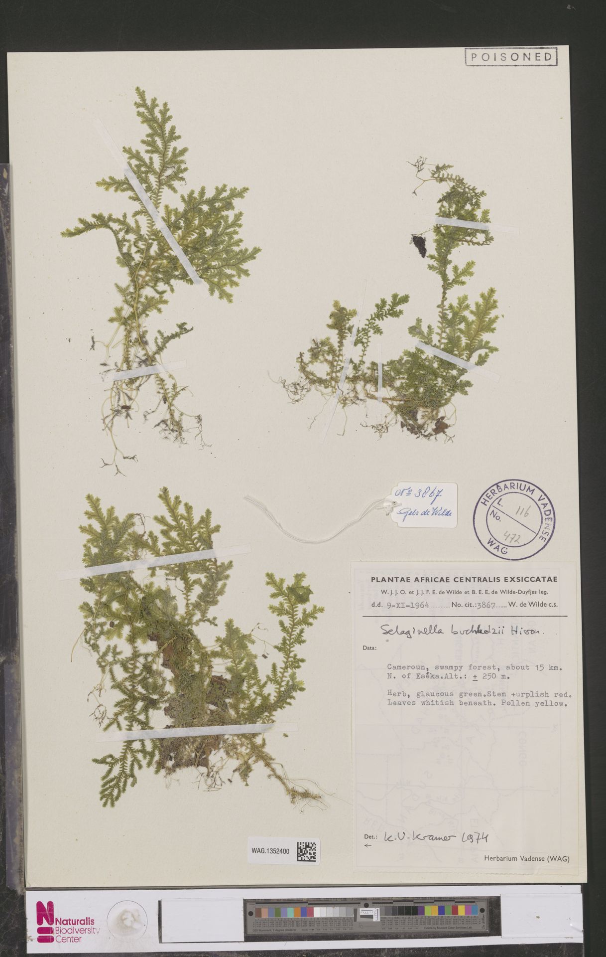 Selaginella buchholzii image