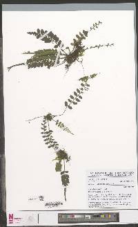 Asplenium barteri image