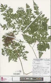 Image of Pteris repens