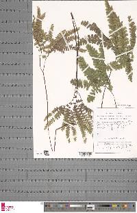 Adiantum patens subsp. oatesii image