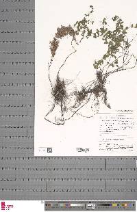 Adiantum patens subsp. oatesii image