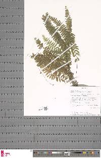 Adiantum schweinfurthii image