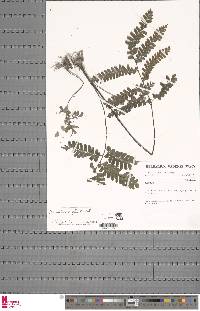 Adiantum vogelii image