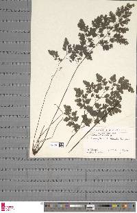 Adiantum raddianum image