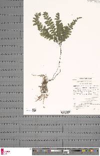 Adiantum patens subsp. oatesii image