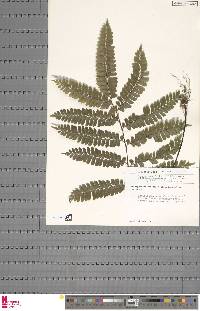 Adiantum vogelii image