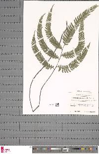 Adiantum tetraphyllum image