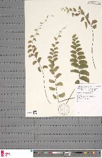 Adiantum philippense image