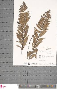 Arthropteris cameroonensis image