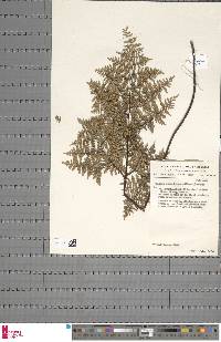 Cheilanthes quadripinnata image