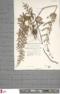 Pellaea viridis var. glauca image