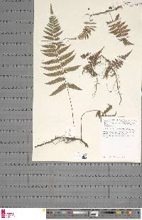 Arthropteris monocarpa image