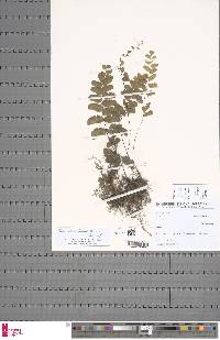 Adiantum philippense subsp. philippense image