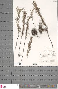 Pellaea pectiniformis image