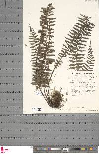 Asplenium kaulfussii image