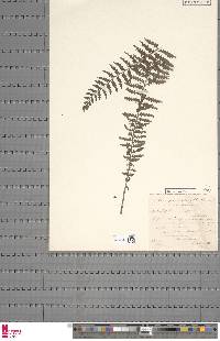 Asplenium kaulfussii image