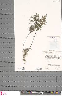 Cheilanthes multifida image