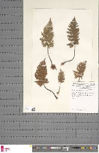 Cheilanthes inaequalis image