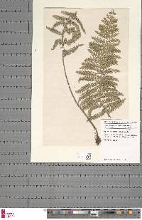 Asplenium loxoscaphoides image