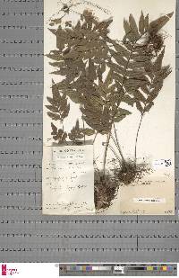 Asplenium anisophyllum image