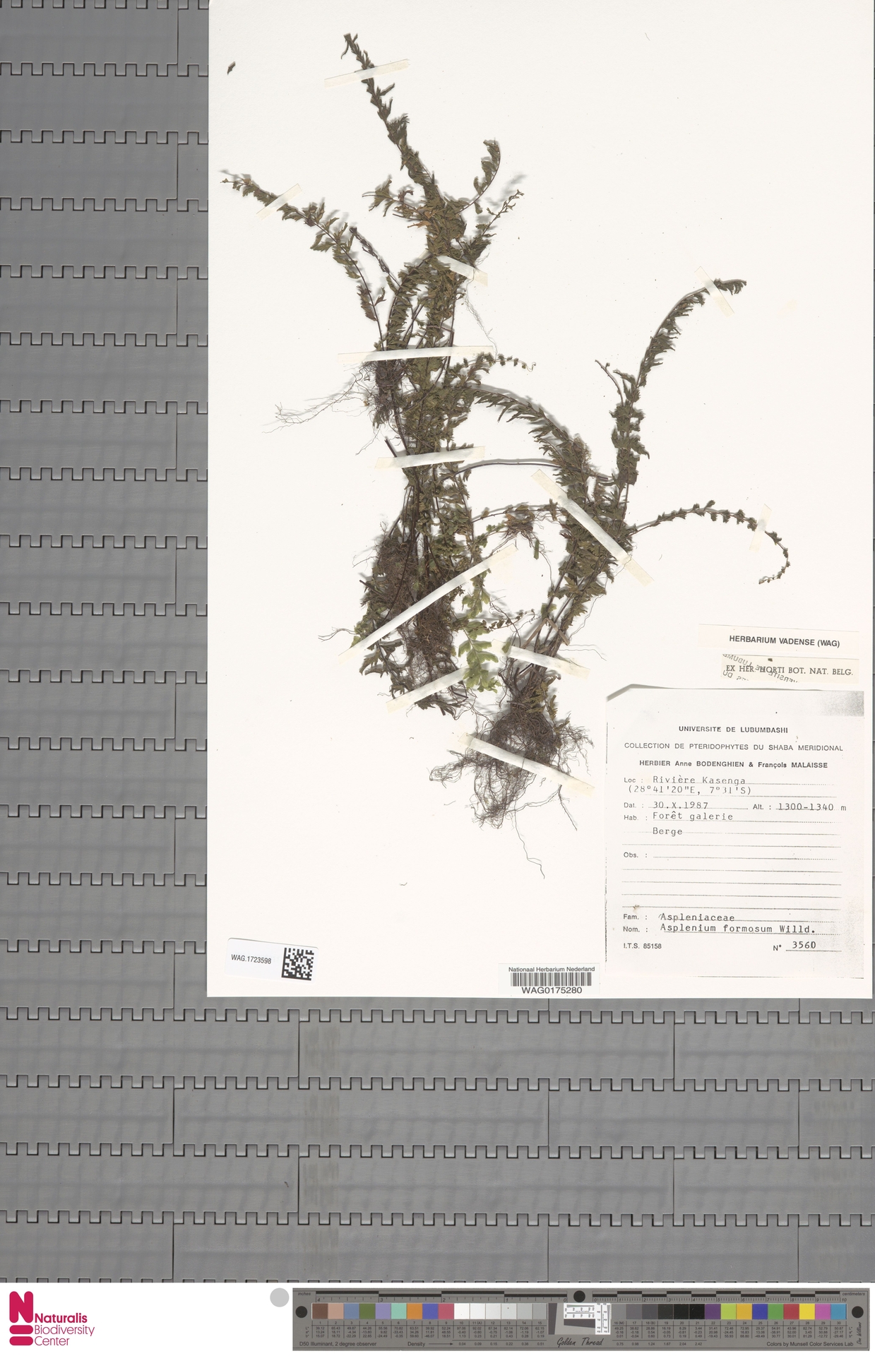 Asplenium formosum image