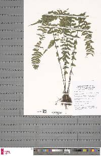 Asplenium erectum image