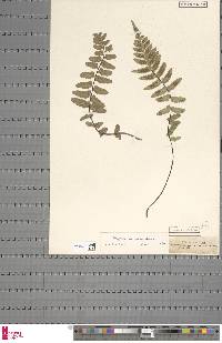 Asplenium marinum image