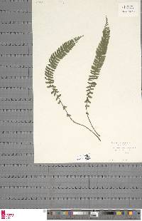 Asplenium erectum image