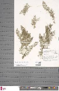 Selaginella leoneensis image