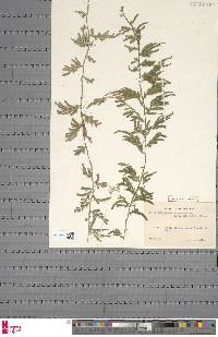 Image of Selaginella longissima
