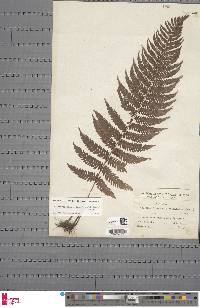 Arthropteris monocarpa image