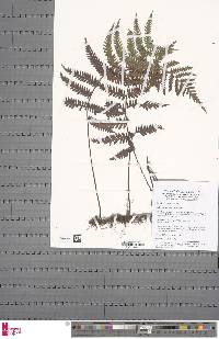 Arthropteris orientalis image