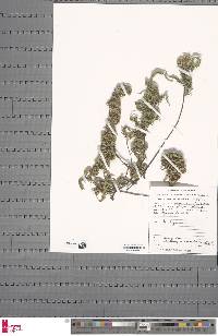 Arthropteris orientalis image