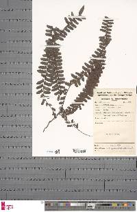 Arthropteris palisotii image