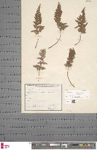 Asplenium adiantum-nigrum image