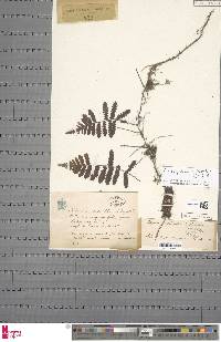 Arthropteris orientalis image