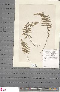 Arthropteris orientalis image