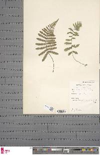 Arthropteris orientalis image