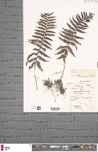 Arthropteris orientalis image