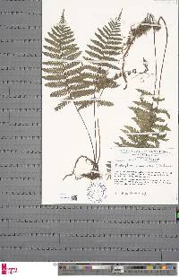 Arthropteris orientalis image