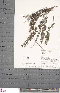 Asplenium barteri image