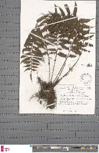 Asplenium boltonii image