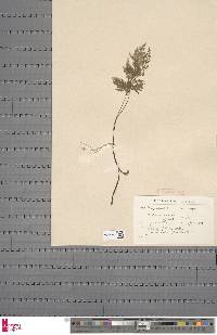 Asplenium adiantum-nigrum image