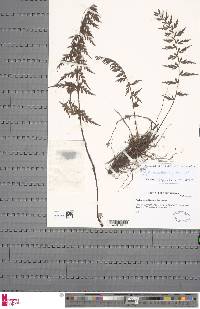 Asplenium aethiopicum image