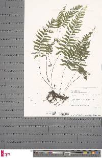 Hymenasplenium unilaterale image