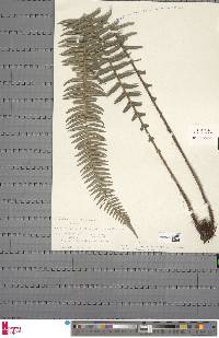 Blechnum punctulatum image