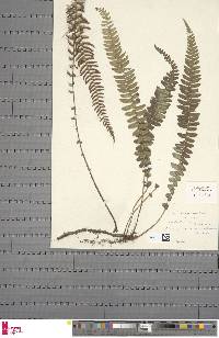 Blechnum australe image