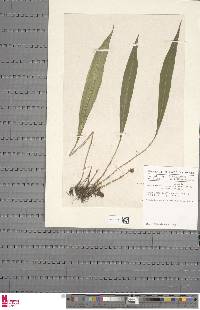 Elaphoglossum acrostichoides image