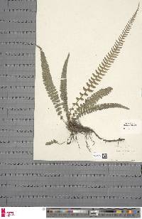 Blechnum australe image